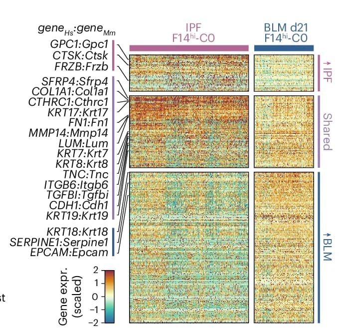 Open access visualization of Heatmap, Heat Map, hsNMF-F14, mmNMF d21-F14, Marker Gene Expression