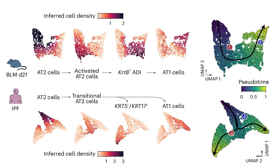 Open access visualization of UMAP, Scatter Plot, Spatial Trajectories, AT2 Cells, Activated AT2 Cells