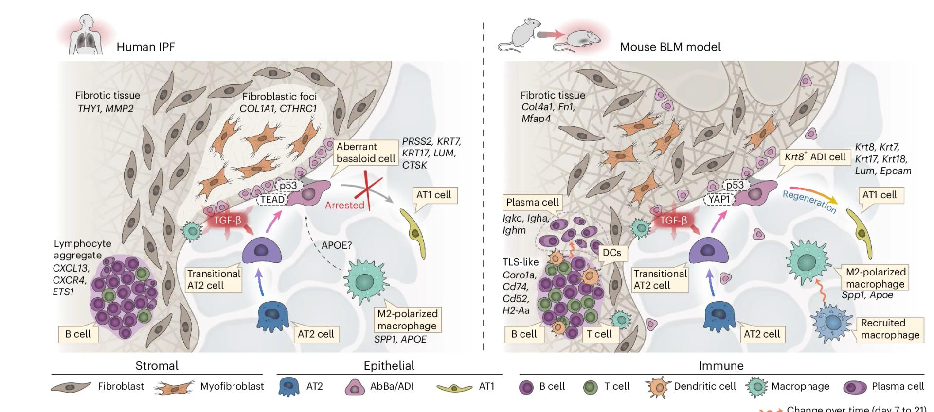 Open access visualization of Illustration, Workflow, Fibrotic Niche, Human IPF Lungs, Mouse BLM-Injured Lungs