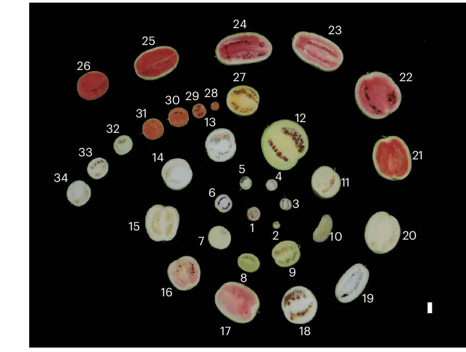 Open access visualization of Photo, Longitudinal Section, Fruit