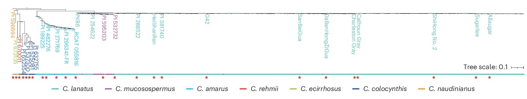 Open access visualization of Line Plot, Line Step, Phylogenetic Tree, Neighbor-Joining, Accessions