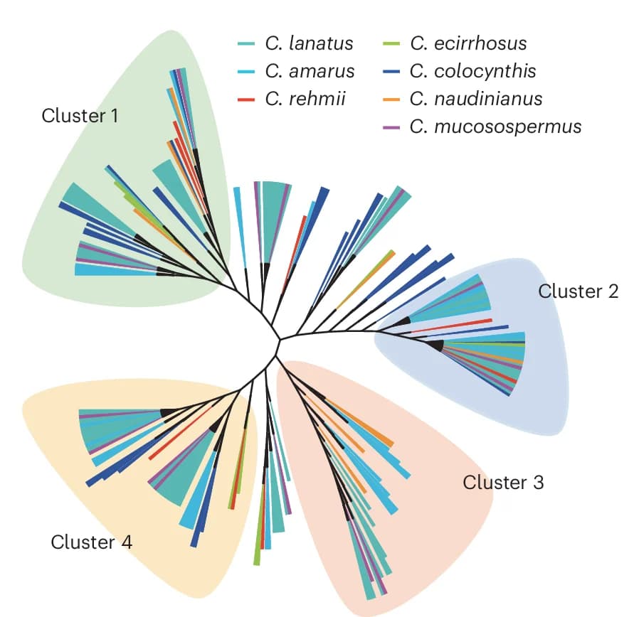 Open access visualization of Network, Phylogenetic Tree, Neighbor-Joining, Monomers, Watermelon Accessions