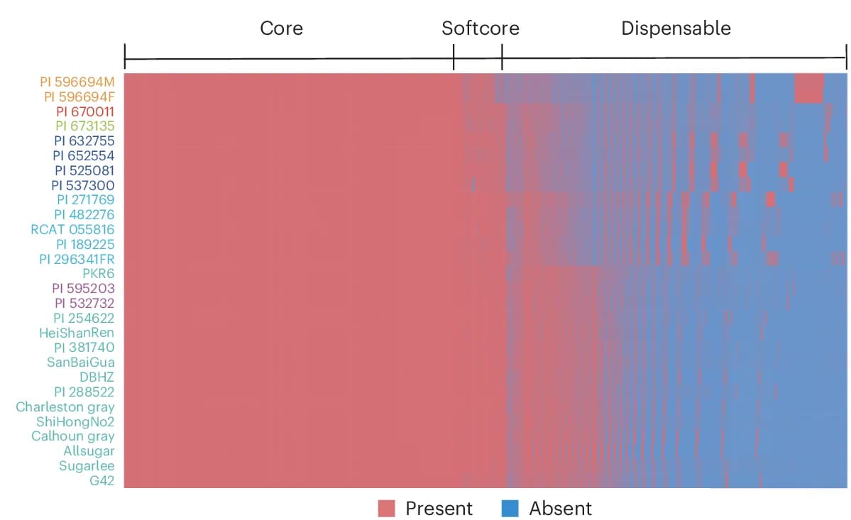 Open access visualization of Heatmap, Gene Families, Watermelon Accessions, Presence-Absence