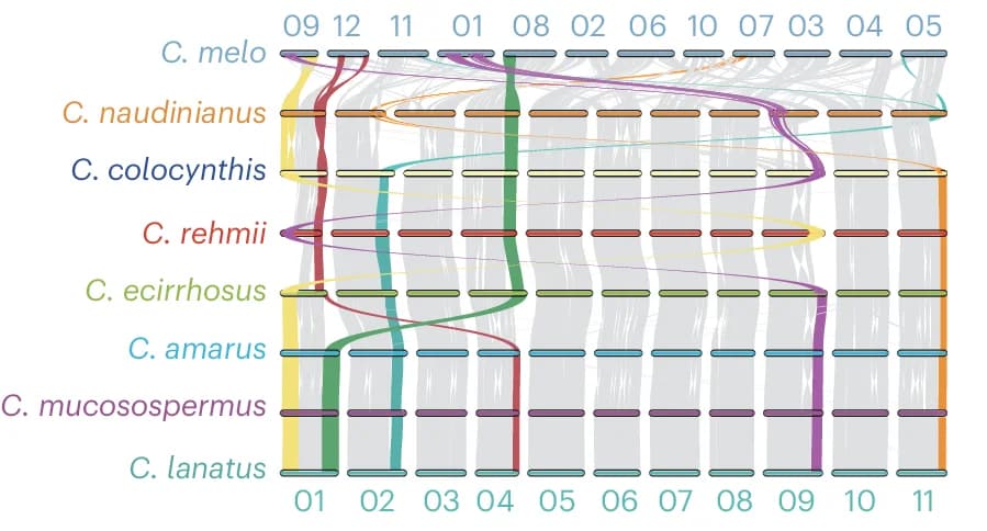 Open access visualization of Sankey, Syntenic Gene Blocks, Watermelon Species, Cucumis melo