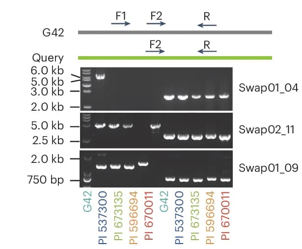 Open access visualization of Gel, PCR Validation, Chromosomal Rearrangement, Primer Pairs
