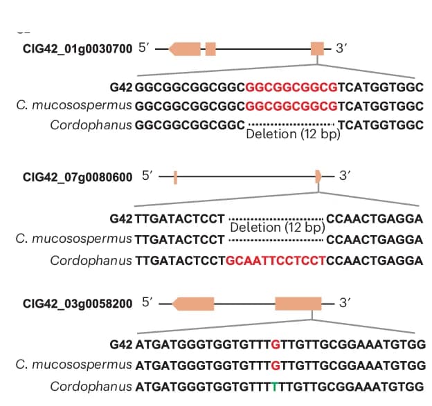 Open access visualization of Illustration, Gene Variation, Agronomic Traits