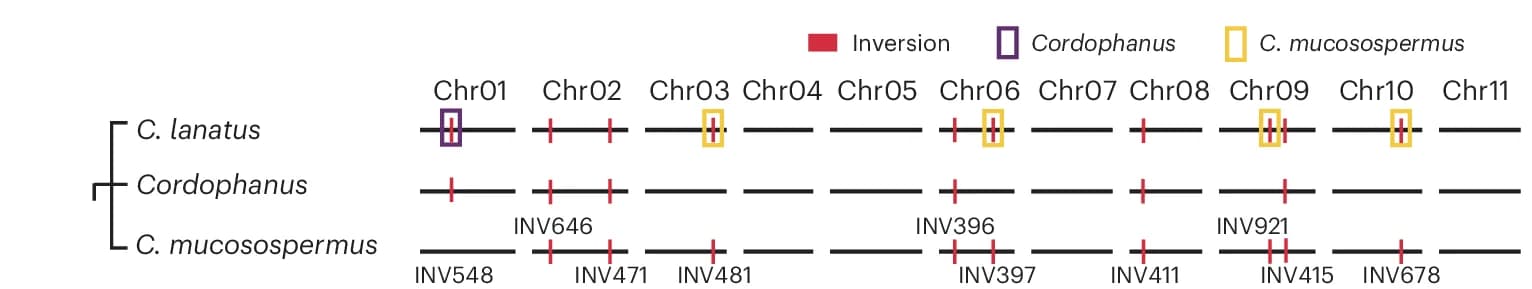 Open access visualization of Illustration, Genome Map, Large Inversions, Cultivated Watermelon, C. lanatus