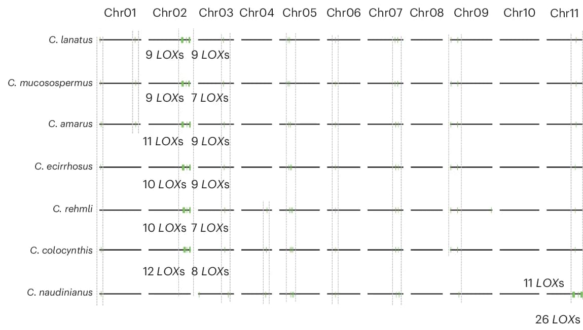 Open access visualization of Illustration, LOX Genes, Disease Resistance, Watermelon Species, Genomes