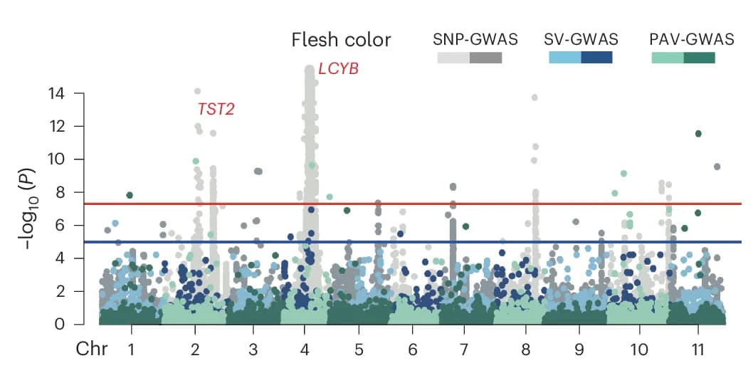 Open access visualization of Manhattan Plot, Scatter Plot, GWAS, Watermelon, Flesh Color
