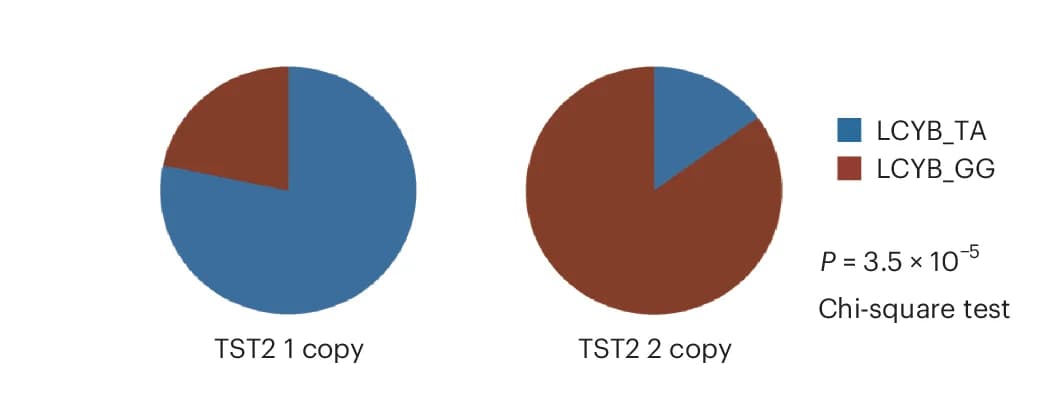 Open access visualization of Pie Chart, TST2 Copy Number, LCYB Genotype, SNP Sites, Accessions
