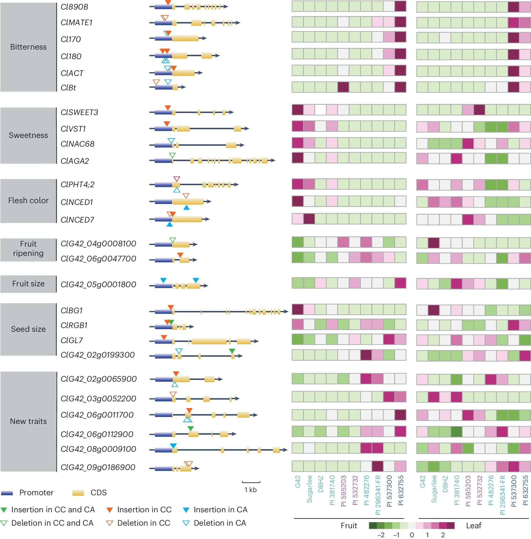 Open access visualization of Workflow, Heatmap, Structural Variation, Differential Expression, Gene Prediction