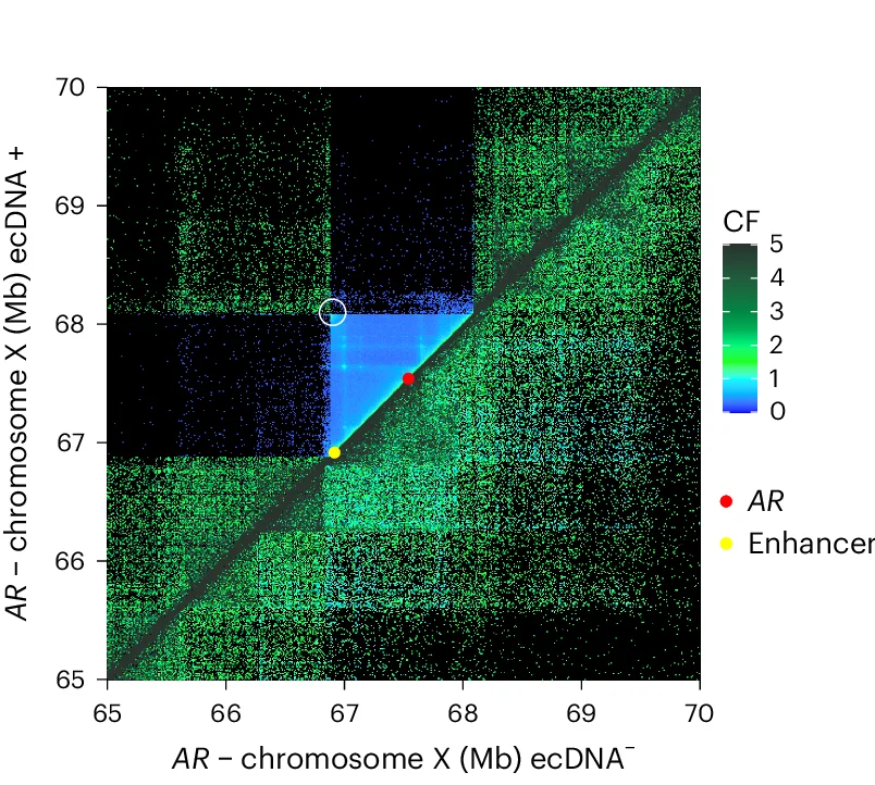 Open access visualization of Heatmap, Bin Pair, Contact Frequencies, AR Locus, ecDNA Positive Sample