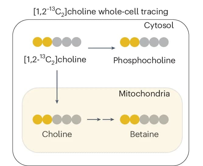 Open access visualization of Workflow, Flowchart, Illustration, Choline Tracing, Metabolic Tracing