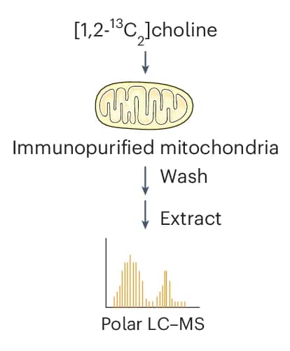 Open access visualization of Workflow, Bar Plot, Choline Tracing, Immunopurified Mitochondria, HEK293T Cells