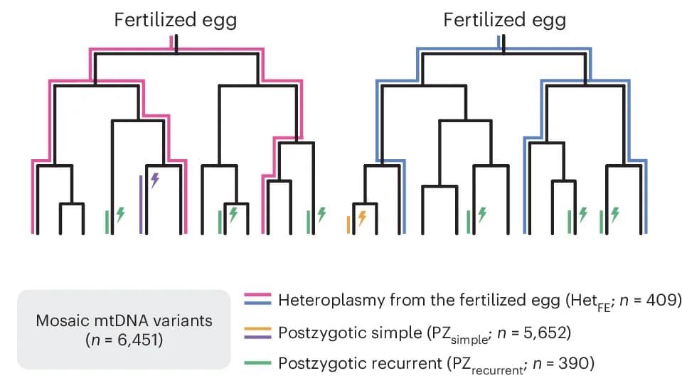 Open access visualization of Network, Pathway, Schematic Diagram, mtDNA Alterations