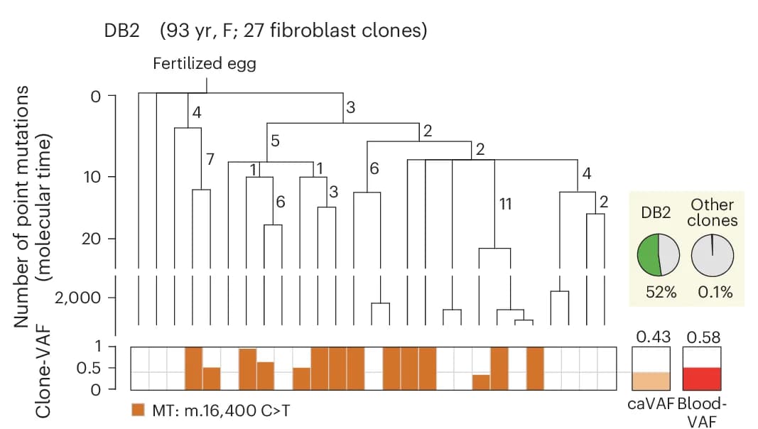 Open access visualization of Workflow, Bar Plot, Pie Chart, Het FE Variants, Clonal Phylogenies