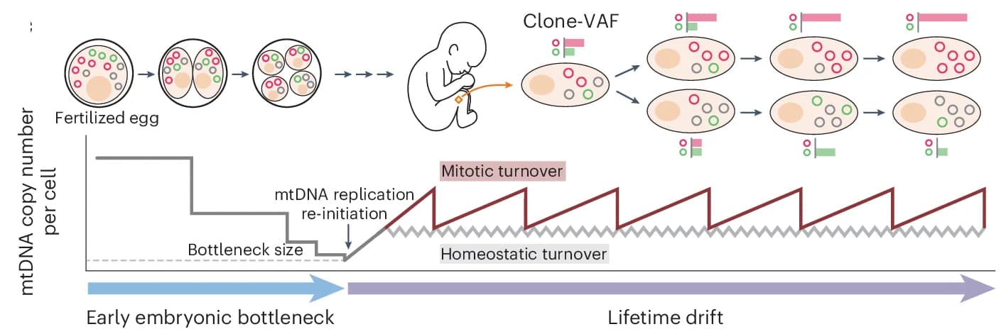 Open access visualization of Workflow, Line Plot, Illustration, Clone-VAF Dynamics, Early Embryonic Bottleneck