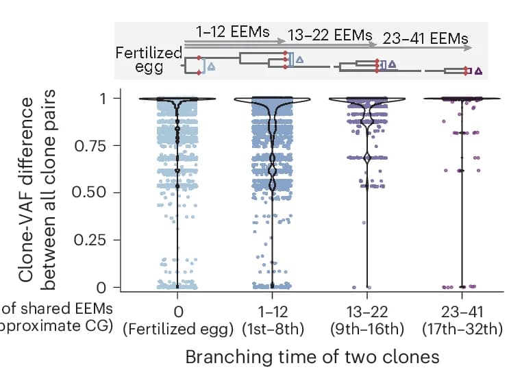 Open access visualization of Violin Plot, Scatter Plot, Clone-VAF Difference, Het FE Variant, Clone Pairs