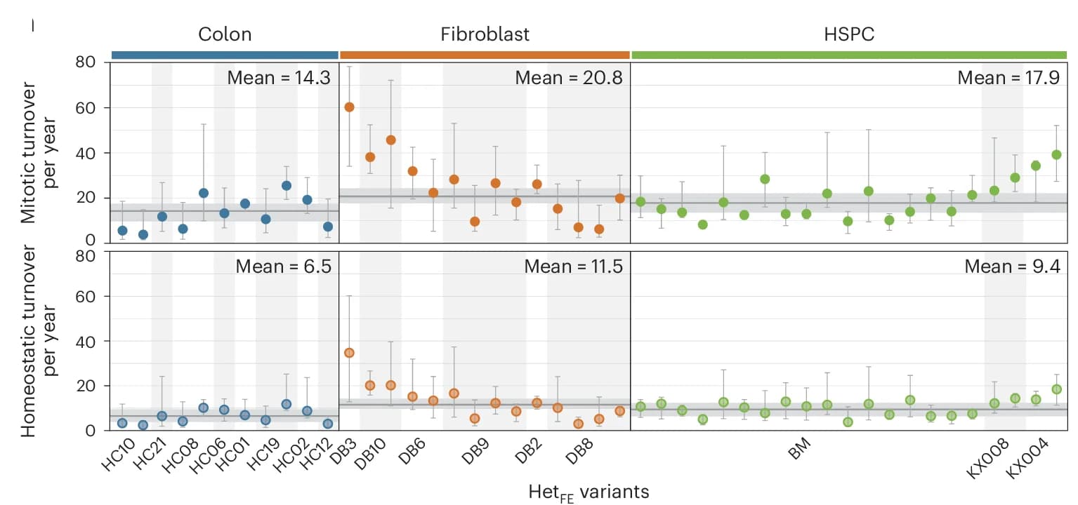 Open access visualization of Scatter Plot, Error Bars, Turnover Rates, Het FE Variant, Mitotic Turnover Models