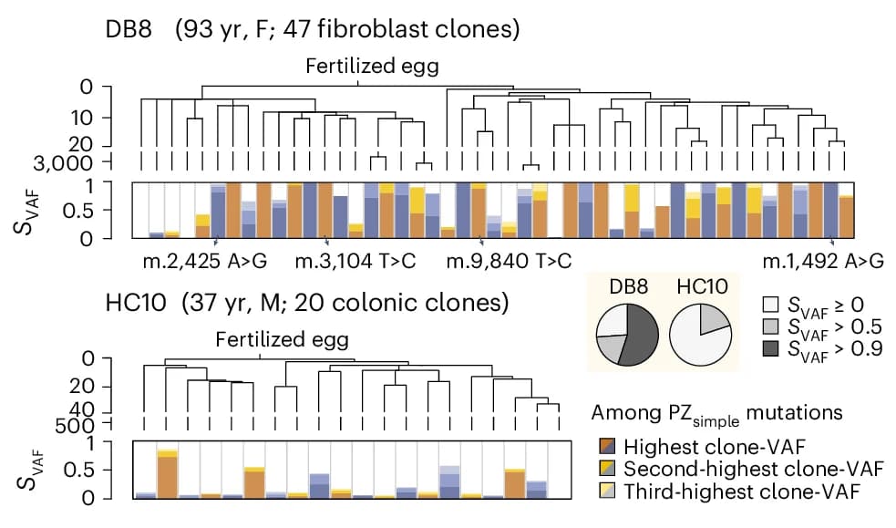 Open access visualization of Stacked Bar Plot, Pie Chart, Clustered, S VAF, Clone
