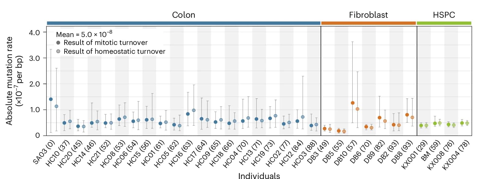 Open access visualization of Scatter Plot, Error Bars, mtDNA Mutation Rate, Mitotic Turnover, Homeostatic Turnover