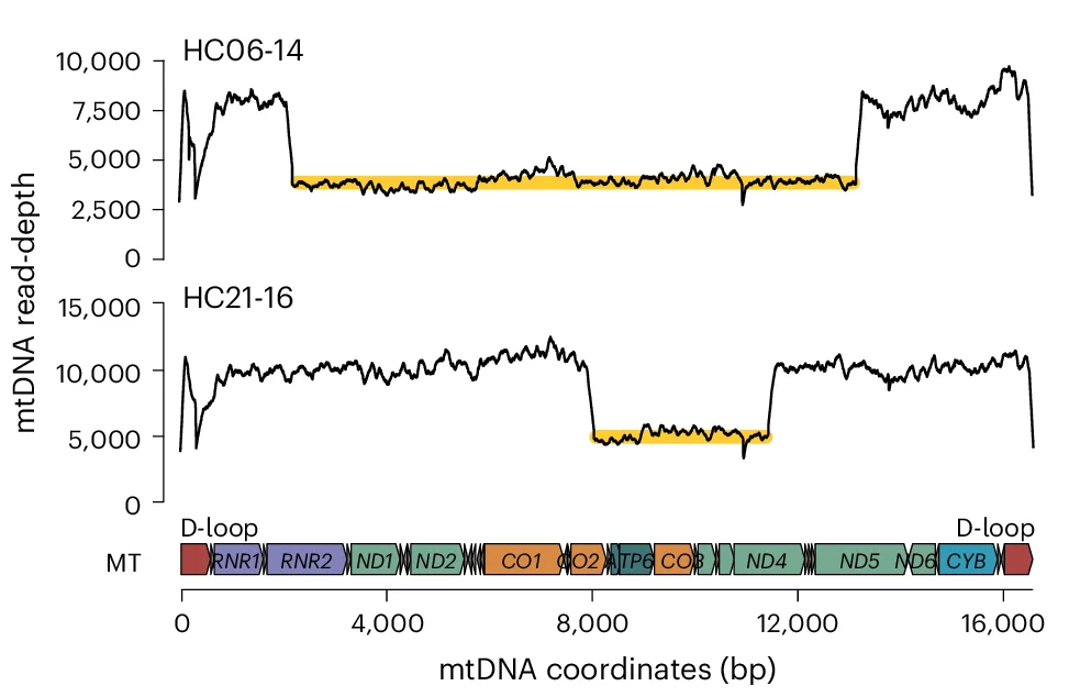 Open access visualization of Line Plot, Line Step, Mitochondrial Genome, Read-Depth, Deletions