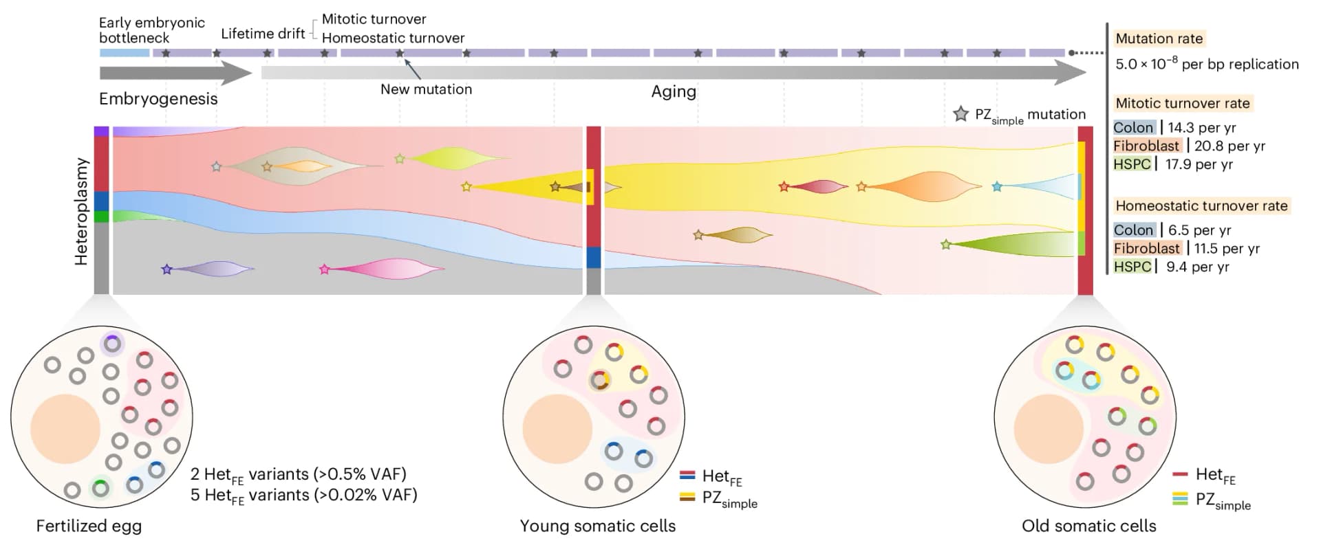 Open access visualization of Workflow, Illustration, Bar Plot, Pie Chart, mtDNA Alterations