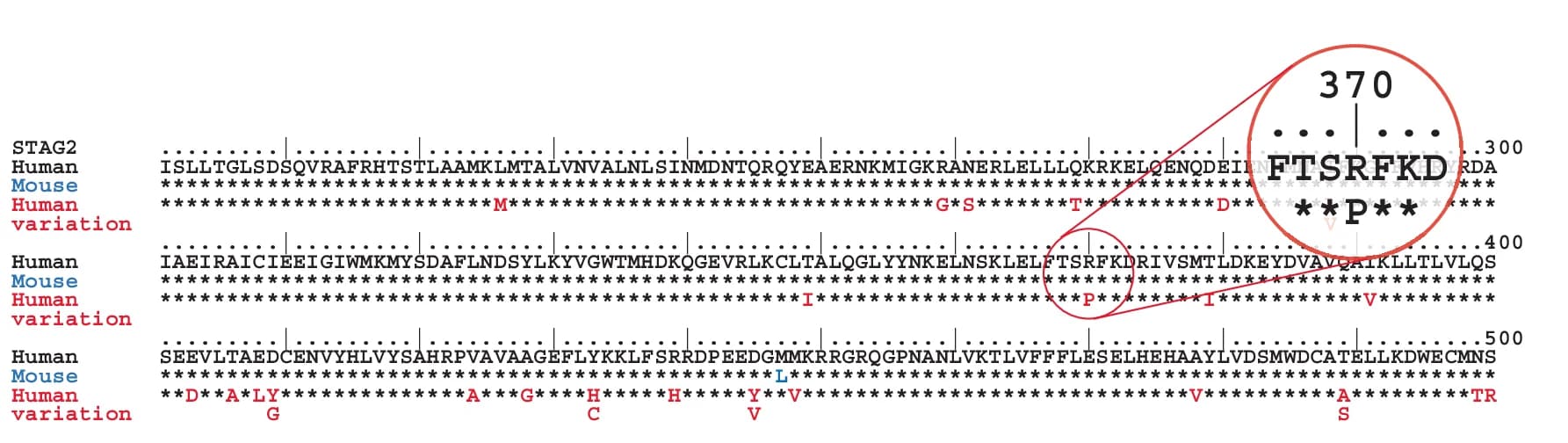 Open access visualization of Illustration, STAG2 Protein, Sequence Alignment, Human, Mouse