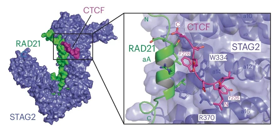 Open access visualization of Protein Structure, 3D Plot, Cohesin, STAG2, RAD21