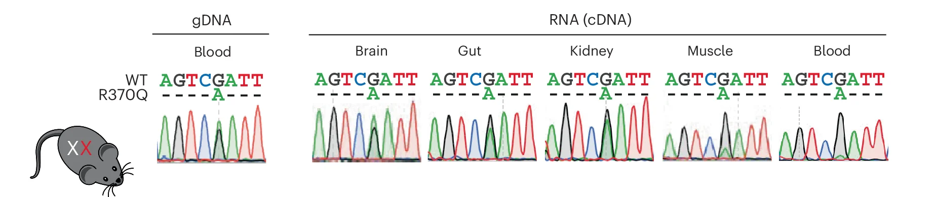 Open access visualization of Line Plot, Sanger Sequencing, gDNA, cDNA, Stag2 WT
