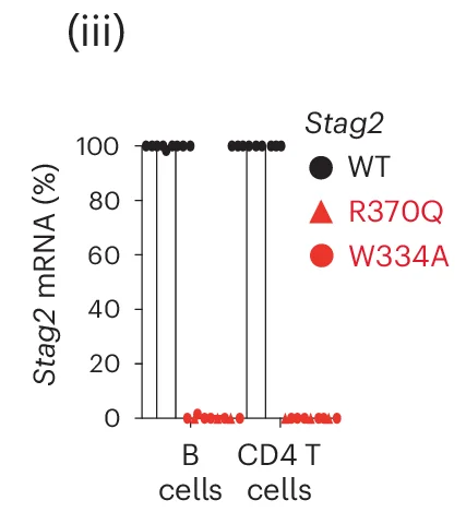Open access visualization of Scatter Plot, CD4 T Lymphocytes, B Lymphocytes, Stag2 WT, Stag2 Variant