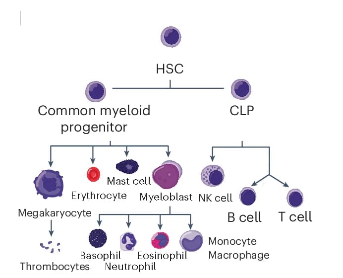 Open access visualization of Workflow, Flowchart, Illustration, Hematopoiesis, Schematic Representation