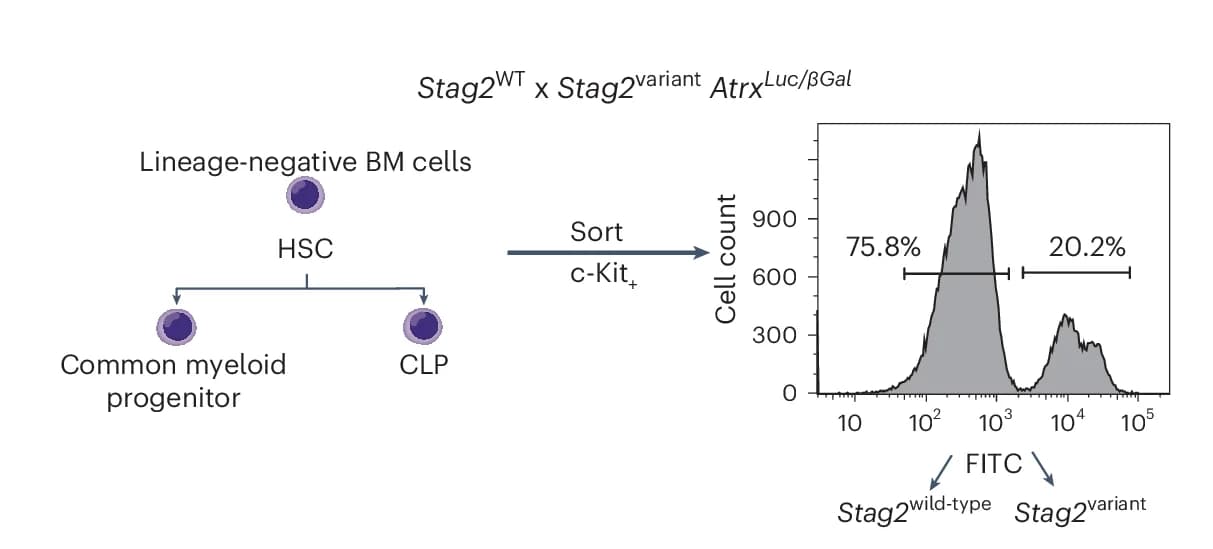 Open access visualization of Workflow, Density Plot, Flow Cytometry, Bone Marrow Cells, c-kit + cells