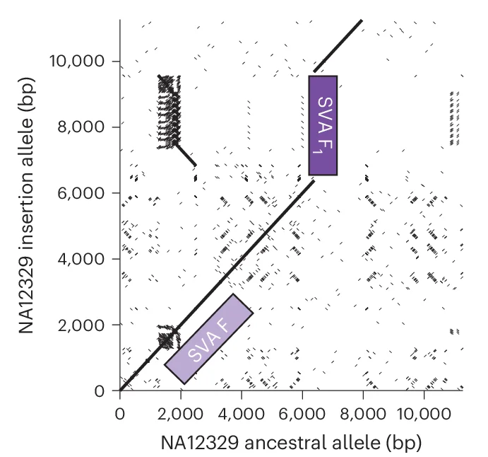 Open access visualization of Scatter Plot, Sequence Alignment, Haplotypes, SVA F1 Insertion, Heterozygous Individual