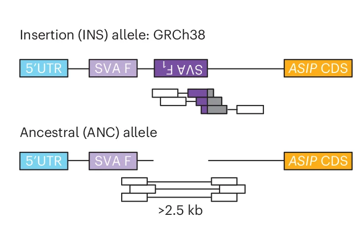 Open access visualization of Workflow, Illustration, Genotyping, Short-Read Data, Read Alignments