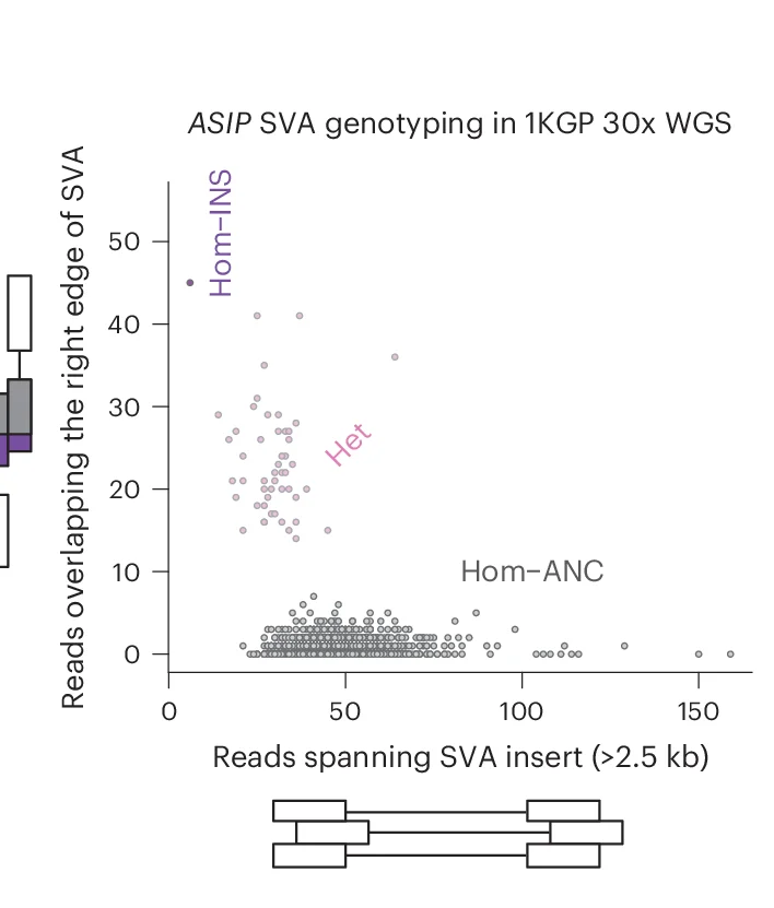 Open access visualization of Scatter Plot, SVA Insertion, Genotypes, 1KGP, Homozygous Ancestral Allele