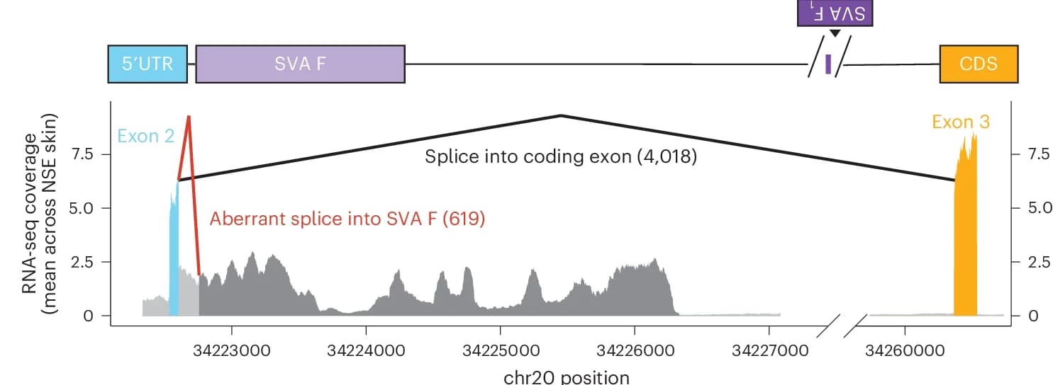 Open access visualization of Line Plot, RNA-seq, Splice Junctions, Skin Samples, SVA F Element