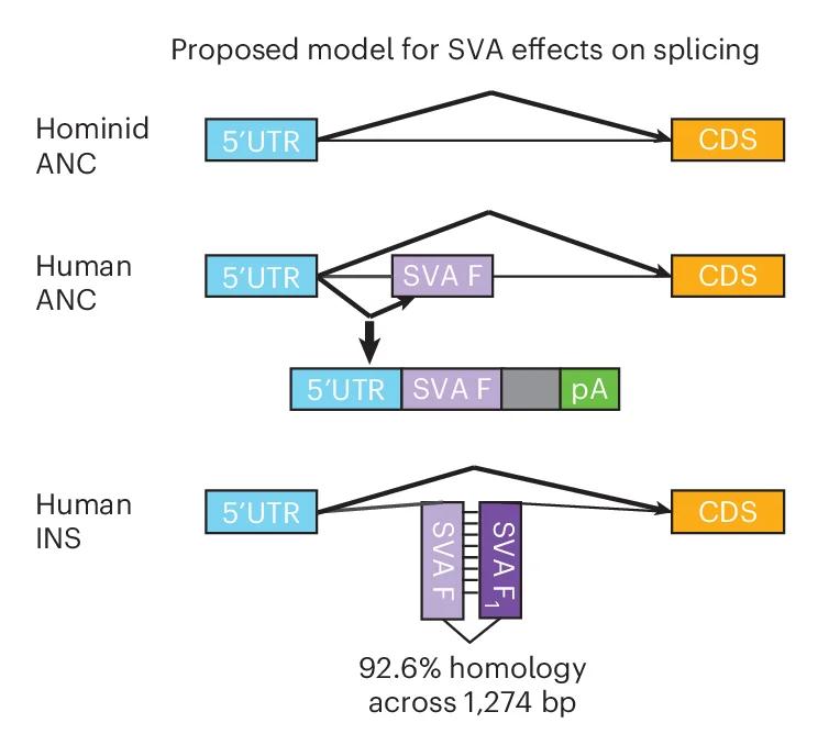 Open access visualization of Workflow, Flowchart, SVA F Insertion, SVA F 1 Insertion, Splicing