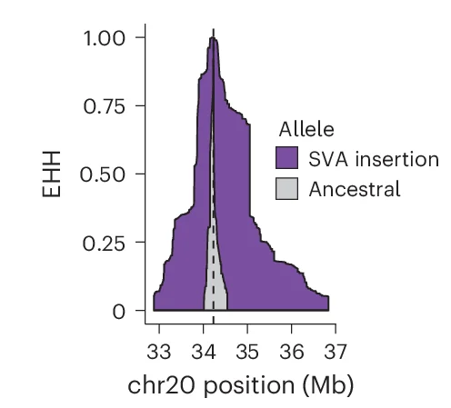 Open access visualization of Line Plot, Density Plot, Extended Haplotype Homozygosity, EHH, SVA F1 Insertion