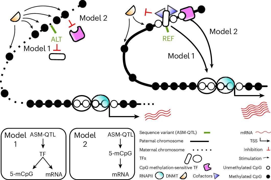 Open access visualization of Workflow, Flowchart, Illustration, ASM-QTL, CpG Methylation