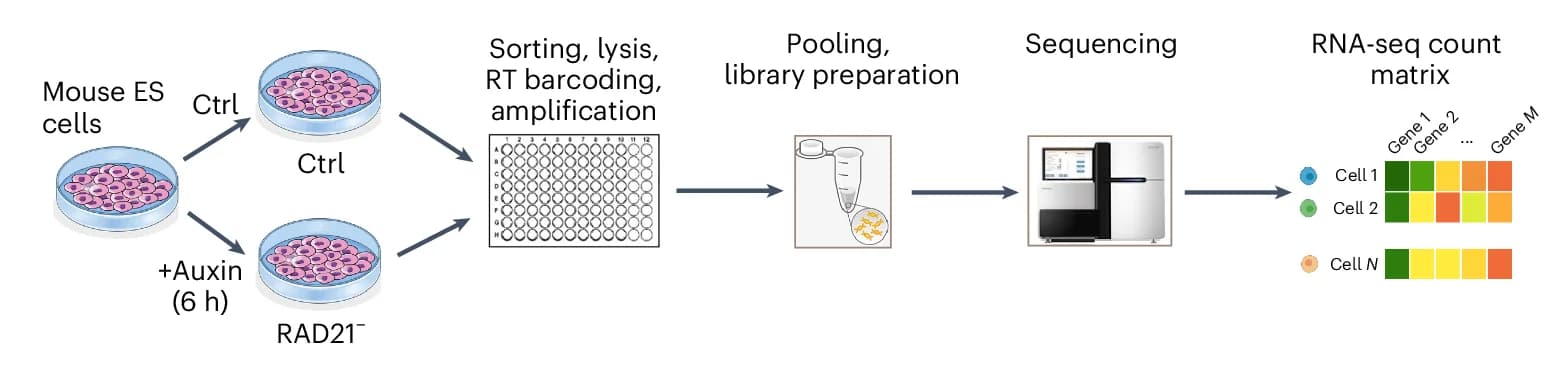 Open access visualization of Workflow, Illustration, Heatmap, Smart-SCRB Sequencing, Mouse ES Cells