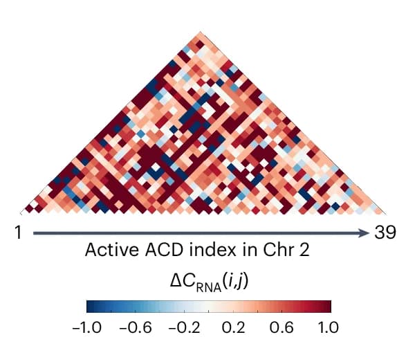 Open access visualization of Heatmap, Heat Maps, Differential Coexpression Coefficients, Active ACD Pair, Chromosome 2