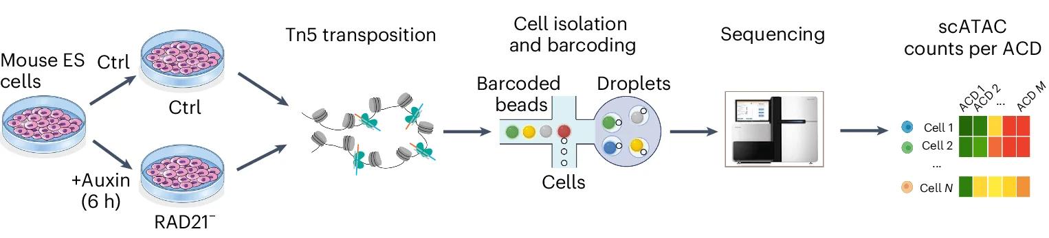 Open access visualization of Workflow, Illustration, scATAC-seq, 10x Genomics, Control