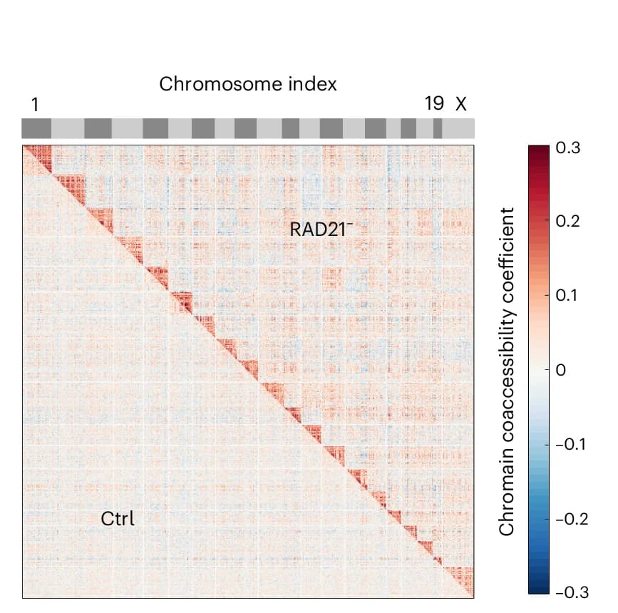 Open access visualization of Heatmap, Heat Map, Cohesin Loss, Intrachromosome, Chromatin Coaccessibility