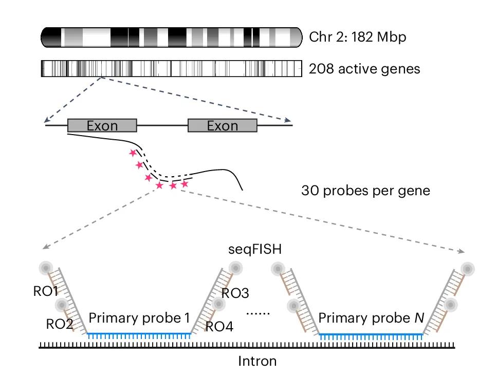 Open access visualization of Workflow, Illustration, Active Genes, Mouse ES Cells, Intron Probes