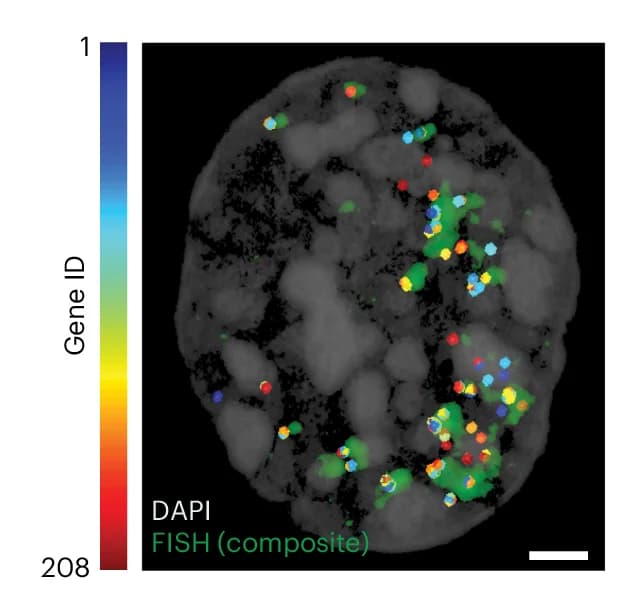 Open access visualization of Microscopy, Representative Cell, Decoded Genes, FISH Signals, Hybridizations