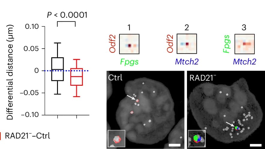 Open access visualization of Box Plot, Microscopy, Heatmap, Differential Distances, Wilcoxon Test