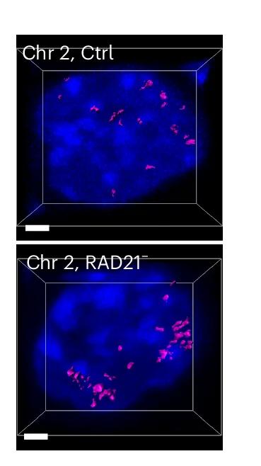 Open access visualization of Microscopy, 3D Isosurface Images, Transcriptional Bursting Sites, Active Genes, Cohesin Loss