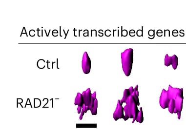 Open access visualization of 3D Plot, 3D Isosurface, Intron Puncta, Transcription Bursting Sites, Cohesin Loss