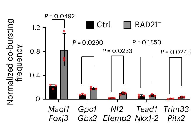 Open access visualization of Bar Plot, Error Bars, Cohesin Loss, Co-bursting Frequencies, Lineage-Specific Genes